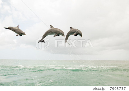 Three bottlenose dolphins leaping out of the sea Three bottlenose dolphins leaping out of the sea 7903737