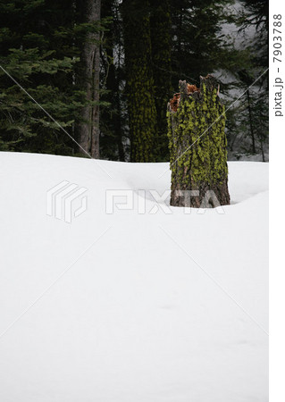 Tree stump in snowy forest 7903788
