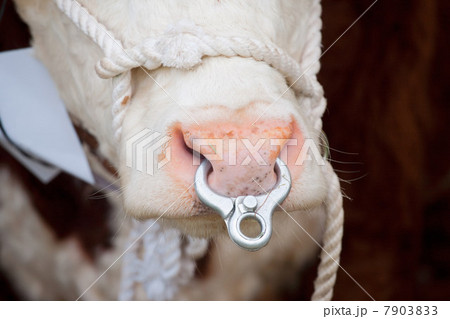 Herefordshire bull, close up 7903833