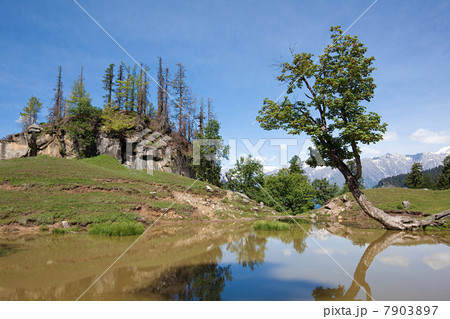 Tree and lake near Manali, above Kullu Valley, Himachal Pradesh, India Tree and lake near Manali, above Kullu Valley, Himachal Pradesh, India 7903897