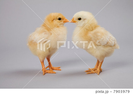 Two chicks, studio shot 7903979