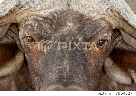 African buffalo, Mana Pools National Park, Zimbabwe, Africa 7904527