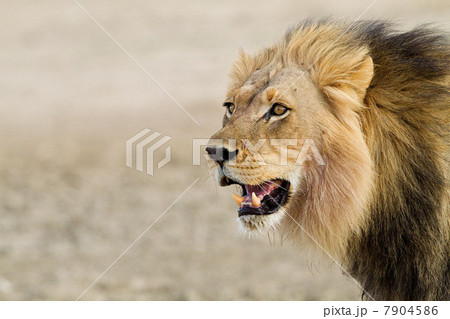 Male African lion, head shot 7904586