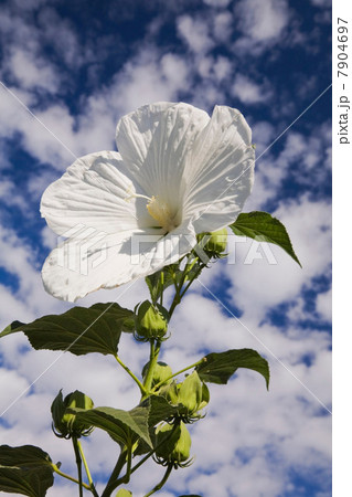 White hibiscus against cloudy blue sky 7904697