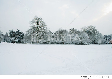 Snowfall in park, UK 7904774