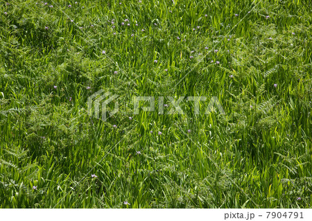 Green grass 7904791