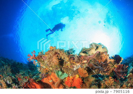 Diver swimming in coral reef 7905116