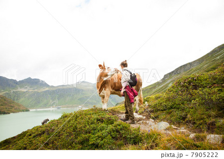 Woman stroking a cow, Alps, Tirol, Austria 7905222