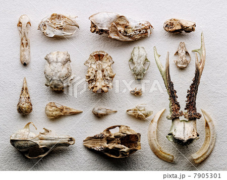 Dried boned arranged on paper 7905301