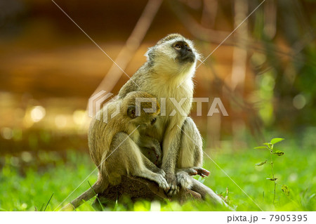 Vervet monkeys, Zambia 7905395