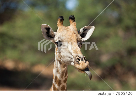 Giraffe sticking out tongue 7905420