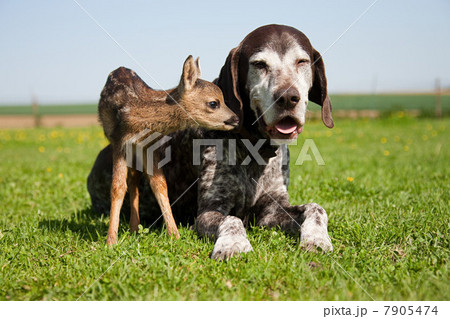 Fawn and dog sitting on grass Fawn and dog sitting on grass 7905474