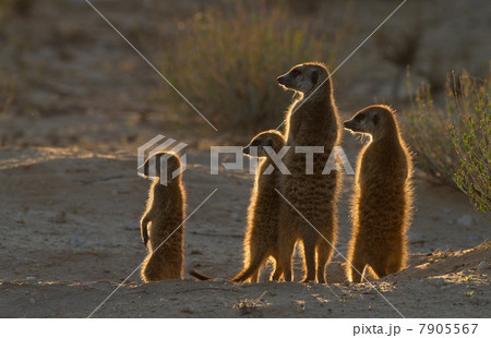 Meerkats catching the morning sun, Kgalagadi Transfrontier Park, Africa 7905567