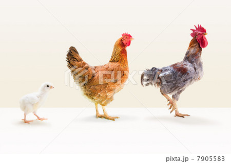 Rooster and hen standing with chick in studio Rooster and hen standing with chick in studio 7905583