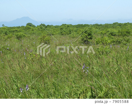 釧路湿原 7905588