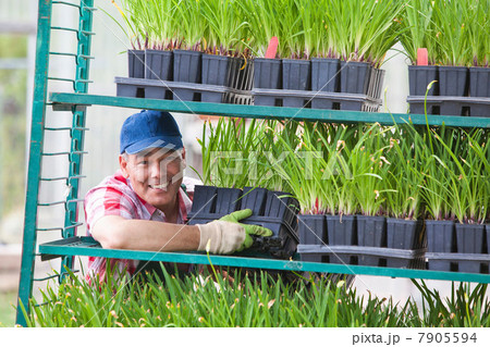 Mature sales assistant arranging shelves of plants in garden centre Mature sales assistant arranging shelves of plants in garden centre 7905594