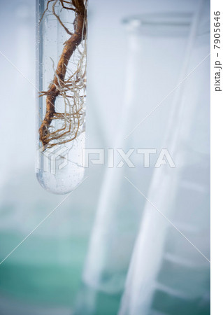 Roots in test tube, close up 7905646