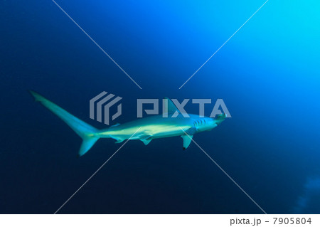 Hammerhead shark swimming 7905804