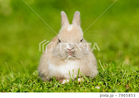 One rabbit sitting on grass 7905853
