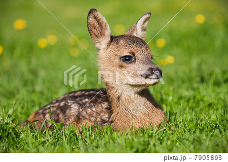 Cute fawn sitting on grass 7905893