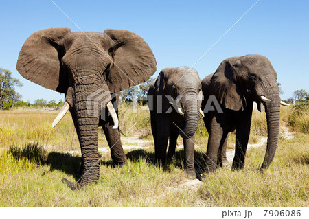 Three African Elephants, Botswana, Africa 7906086