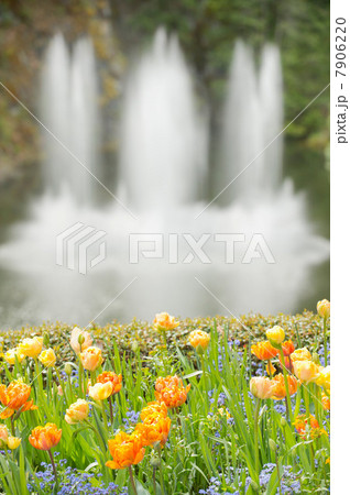 Flowers with fountain in background 7906220