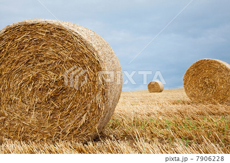 Hay bales in field, Dorset, England, United Kingdom 7906228