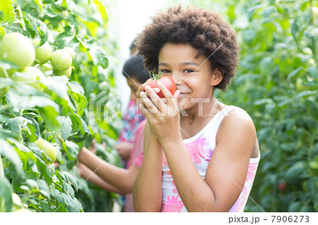 Girl picking fresh tomatoes 7906273