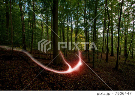 Light trail in a forest 7906447