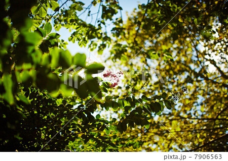 Green leaves on trees Green leaves on trees 7906563