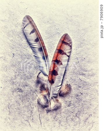 Owl feathers Owl feathers 7906909