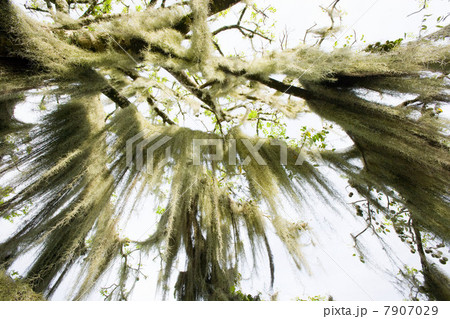 Tree with hanging foliage 7907029