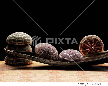Sea shells on table 7907190