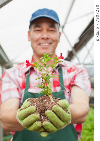 Mature man holding plant in soil in garden centre, portrait 7907230