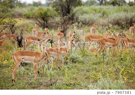 Herd of Female Impala, Botswana, Africa 7907381