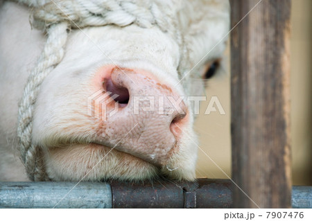 Herefordshire bull, close up 7907476