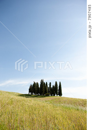 Cypress trees in field, Val d'Orcia, Italy Cypress trees in field, Val d'Orcia, Italy 7907485