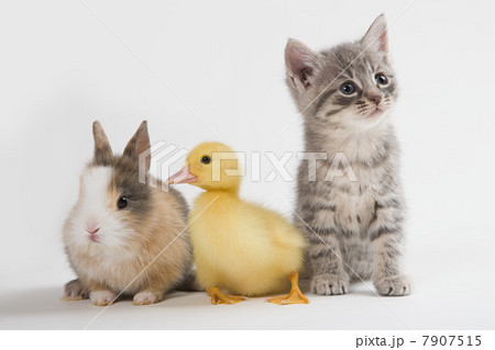 Kitten, duckling, and rabbit, studio shot 7907515