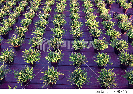Heather plants growing in rows 7907559