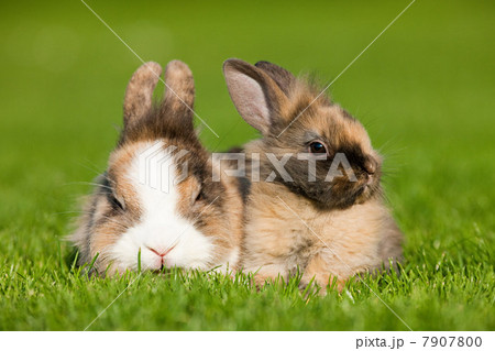Two rabbits sitting on grass 7907800