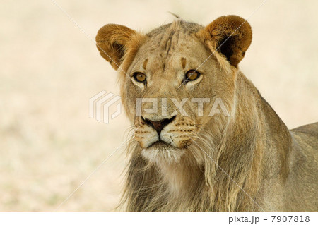 African lion, headshot African lion, headshot 7907818