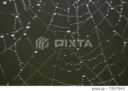 Dew drops on spider's web 7907940
