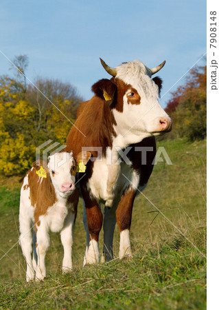 Cow and calf in field 7908148