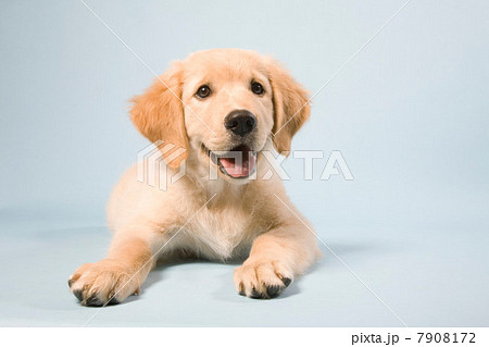 Cute puppy lying down, portrait 7908172
