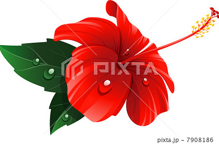 Red hibiscus flower Red hibiscus flower 7908186