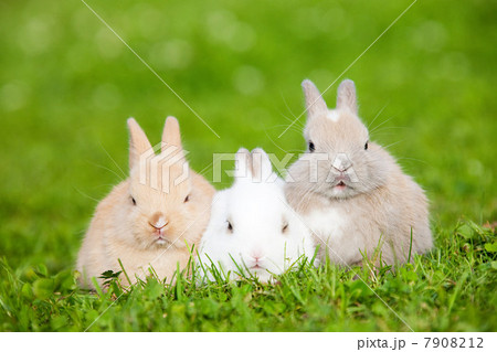 Three rabbits sitting on grass Three rabbits sitting on grass 7908212