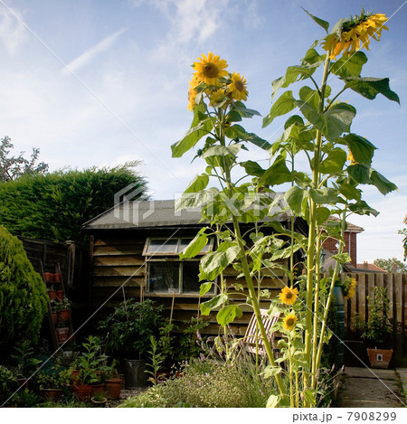 Tall sunflowers growing in garden 7908299