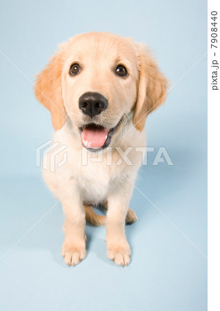 Cute puppy high angle, portrait Cute puppy high angle, portrait 7908440