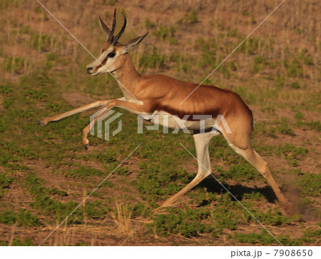 Springbok leaping, Kgalagadi Transfrontier Park, Africa Springbok leaping, Kgalagadi Transfrontier Park, Africa 7908650