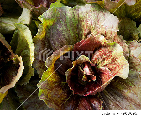 Close up of lettuce head in garden 7908695
